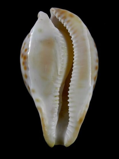 Umbilia capricornica ..Small form of Petilirostris ??.. 72 mm F+++/Gem-18514