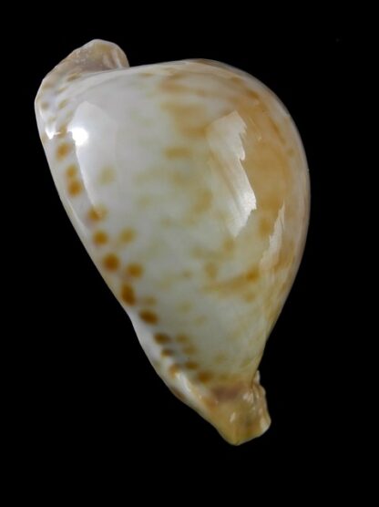 Umbilia capricornica ..Small form of Petilirostris ??.. 72 mm F+++/Gem-18515