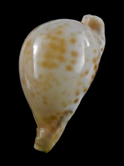 Umbilia capricornica ..Small form of Petilirostris ??.. 72 mm F+++/Gem-18517