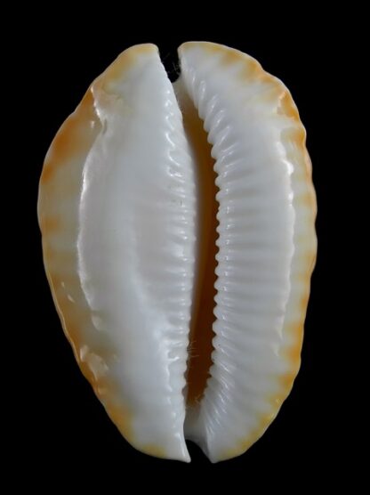 Zoila marginata ketyana lutea 54,1 mm Gem-18534