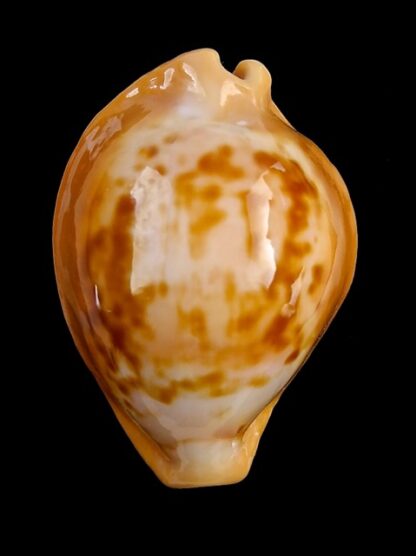 Propustularia surinamensis 32,4 mm F+++/Gem-18680