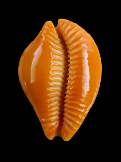 Propustularia surinamensis 32,4 mm F+++/Gem-18677