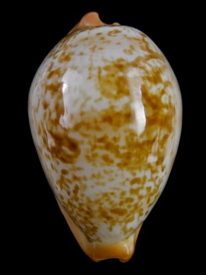 Austrasiatica langfordi cavatoensis 45,5 mm F+++-18688