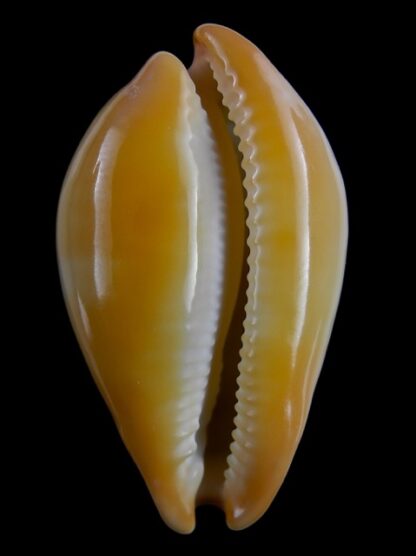 Austrasiatica langfordi cavatoensis 45,5 mm F+++-18691
