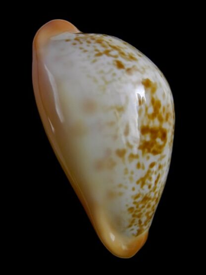 Austrasiatica langfordi cavatoensis 45,5 mm F+++-18687