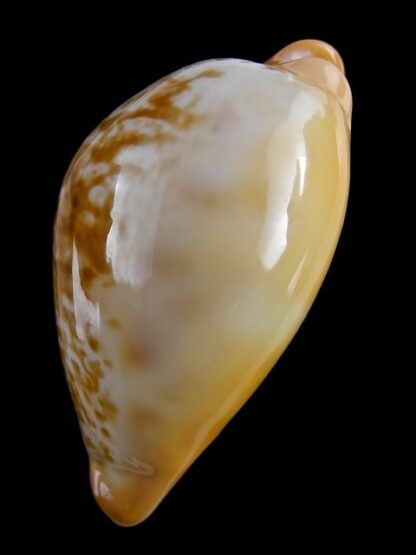 Austrasiatica langfordi cavatoensis 45,5 mm F+++-18690