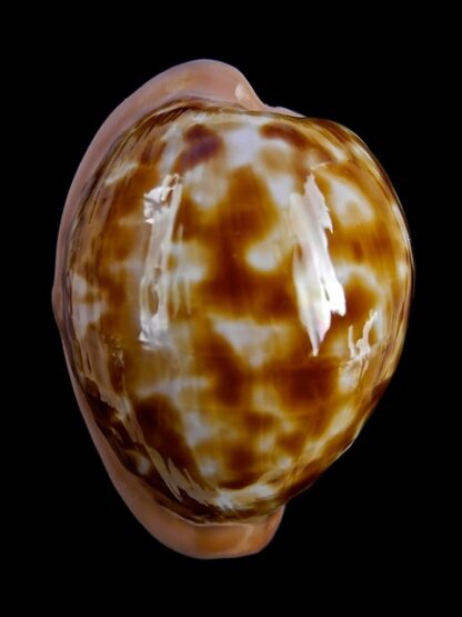 Cypraeovula castanea latebrosa 35,5 mm Gem-18712