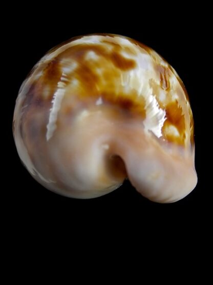 Cypraeovula castanea latebrosa 35,5 mm Gem-18717