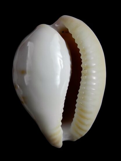 Cypraeovula castanea latebrosa 32,5 mm Gem-18699