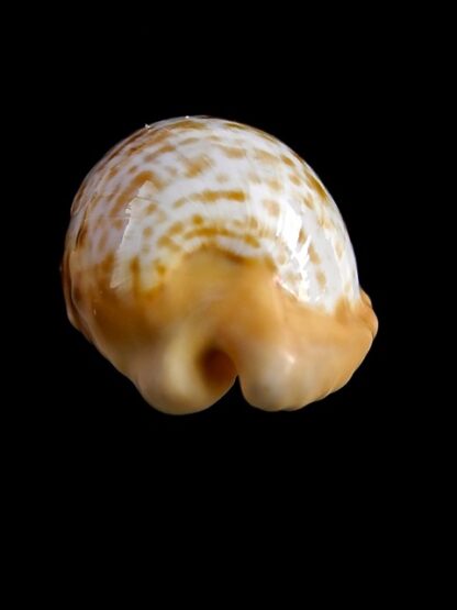 Cypraeovula coronata coronata gloriosa 26 mm Gem-18743