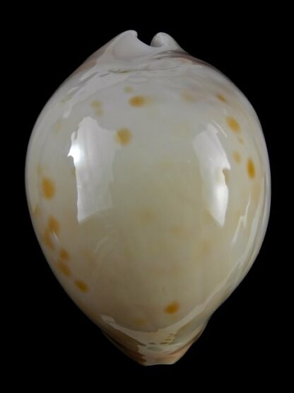 Zoila venusta roseopunctata 75,3 mm Gem-18830