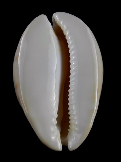 Zoila venusta roseopunctata 75,3 mm Gem-18829