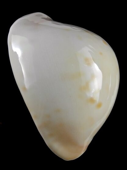 Zoila venusta roseopunctata 75,3 mm Gem-18828