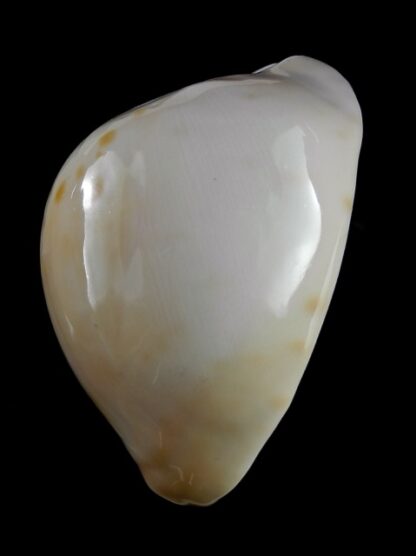 Zoila venusta roseopunctata 75,3 mm Gem-18831