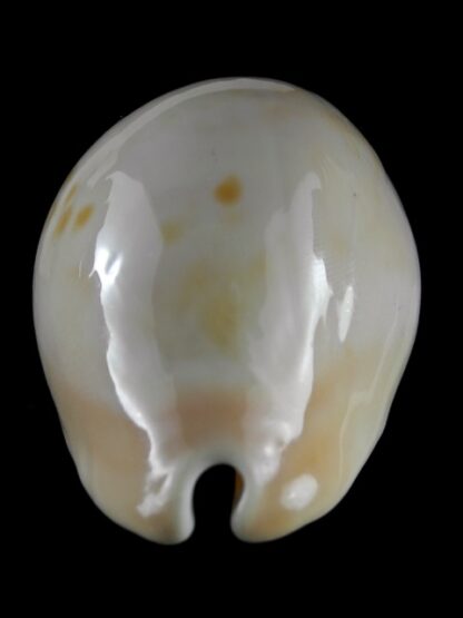 Zoila venusta roseopunctata 75,3 mm Gem-18832