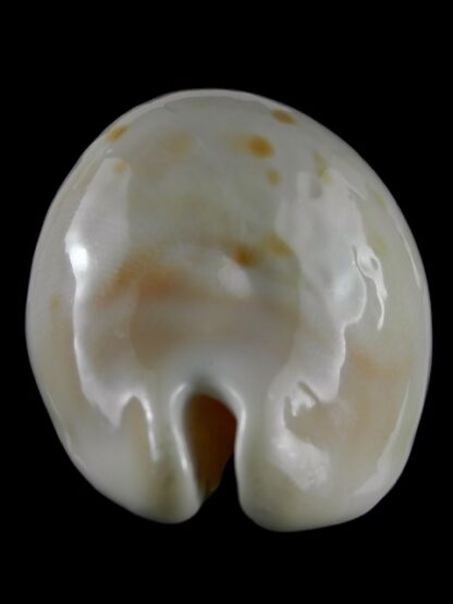 Zoila venusta roseopunctata 75,3 mm Gem-18827