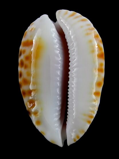 Zoila marginata marginata bataviensis 53,1 mm Gem-18855