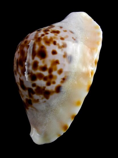 Zoila marginata marginata bataviensis 53,1 mm Gem-18854