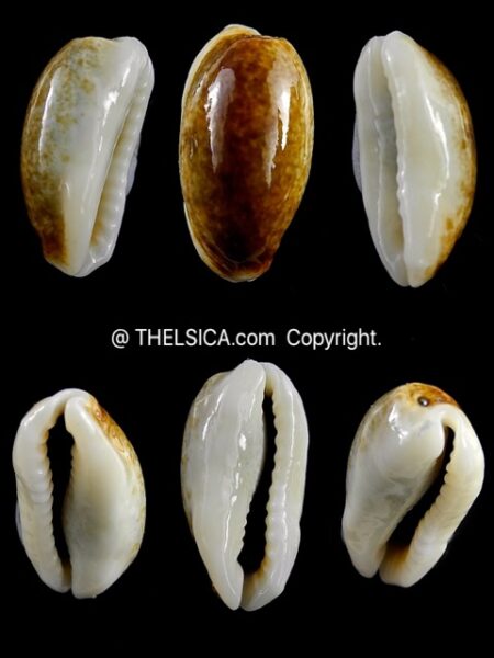 Erronea errones coxi N&R 22.10 mm Gem-0