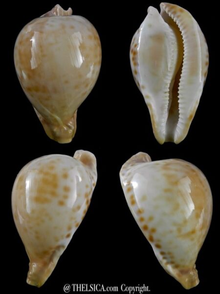 Umbilia capricornica ..Small form of Petilirostris ??.. 72 mm F+++/Gem-0
