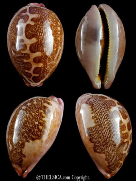 Leporicypraea mappa viridis montrouzieri 76,3 mm Gem-0