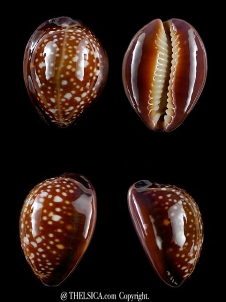 Naria englerti 21,6 mm Gem-0