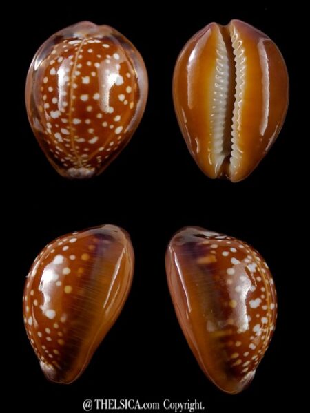 Naria englerti 23,2 mm Gem-0