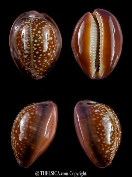 Naria englerti 23,6 mm Gem-0