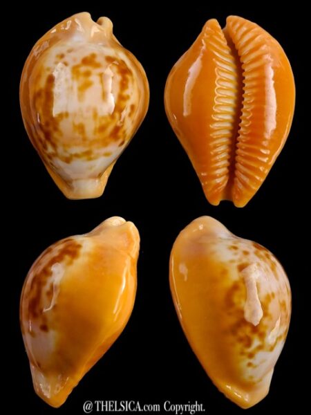 Propustularia surinamensis 32,4 mm F+++/Gem-0