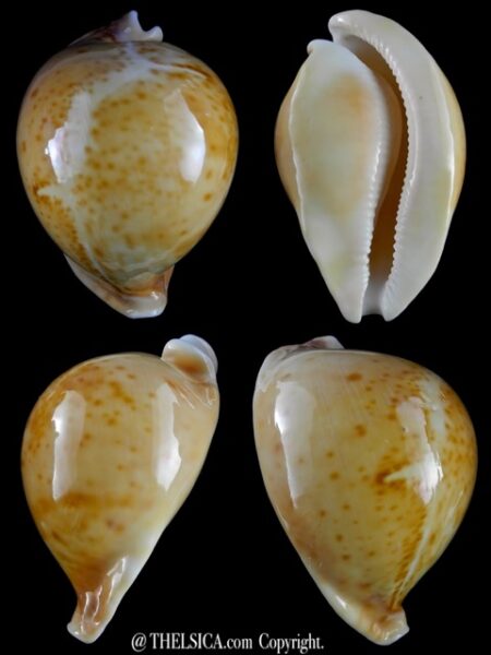 Umbilia armeniaca 101,2 mm F+++/Gem-0