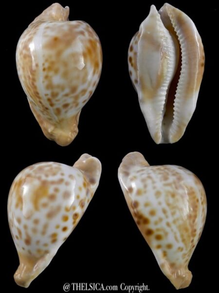 Umbilia capricornica ..dark.. 68,5 mm F+++/ Gem-0