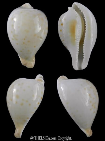 Umbilia capricornica (Deep water form ) 61,6 mm F+++-0