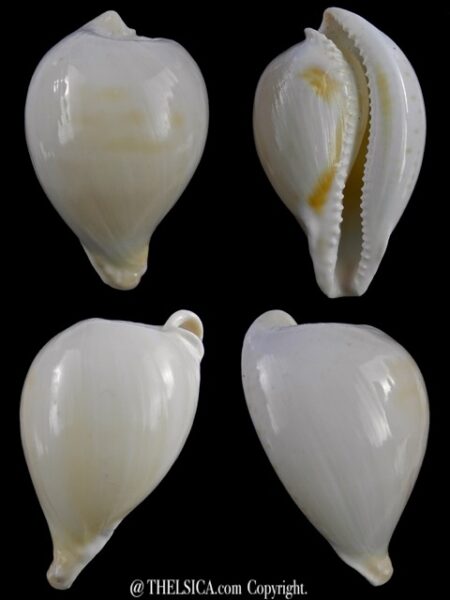 Umbilia capricornica (Deep water form ) 65,4 mm F+++/gem-0