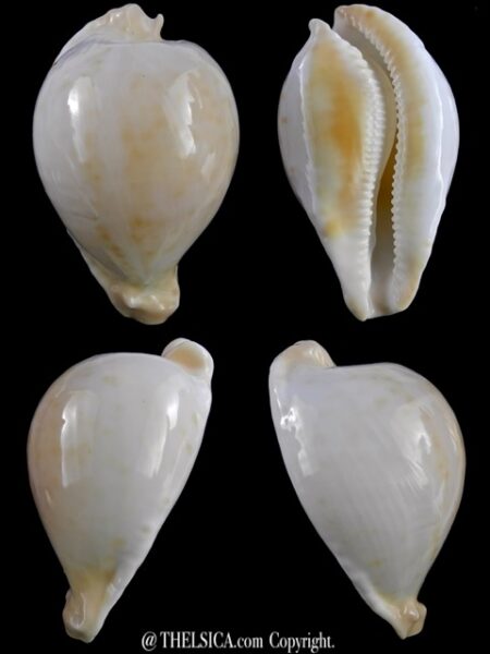 Umbilia capricornica (Deep water form ) 66 mm F+++/gem-0