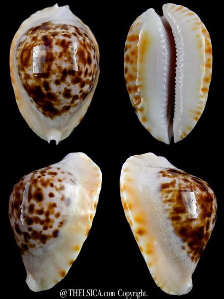 Zoila marginata marginata bataviensis 53,1 mm Gem-0