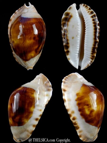 Zoila marginata consueta " darck" ... 61,3 mm F+++ / Gem-0