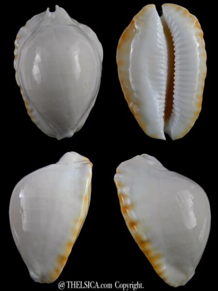 Zoila marginata ketyana lutea 54,1 mm Gem-0