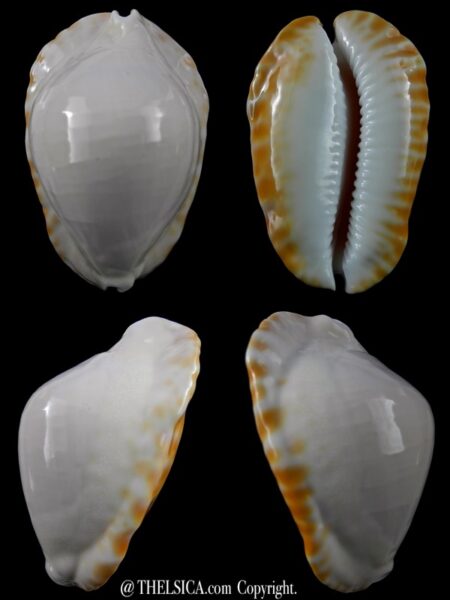 Zoila marginata ketyana lutea 55,7 mm Gem-0