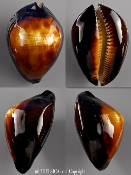 Zoila raywalkeri 49 mm Gem-0