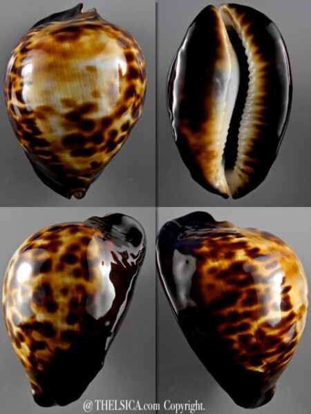 Zoila thersites thersites " GIANT" 90,2 mm Gem/GEM (-)-0