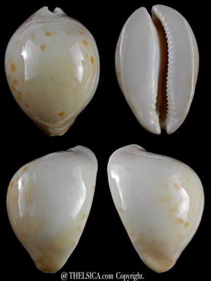 Zoila venusta roseopunctata 75,3 mm Gem-0