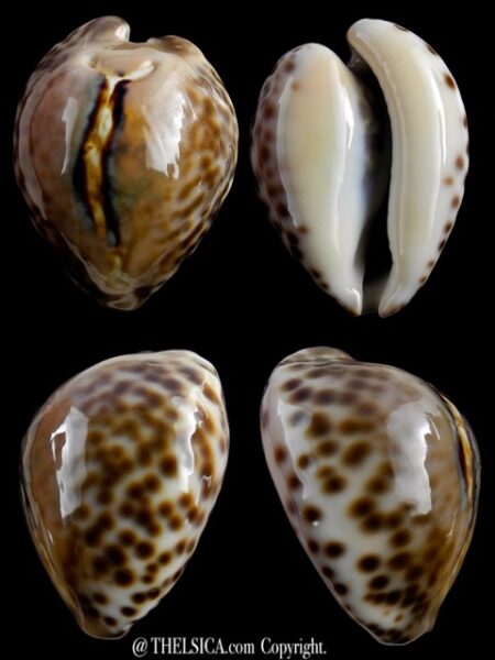 Afrozoila teulerei 43,3 mm Gem-0