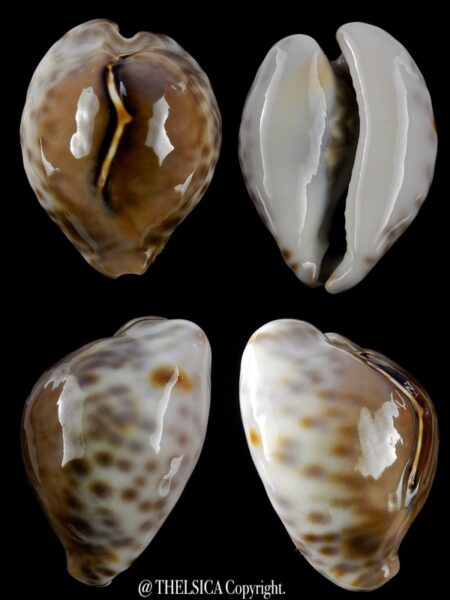 Afrozoila teulerei 43,4 mm Gem-0