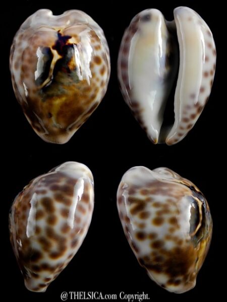 Afrozoila teulerei 44,1 mm Gem-0