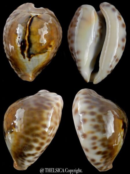 Afrozoila teulerei 47,5 mm Gem-0