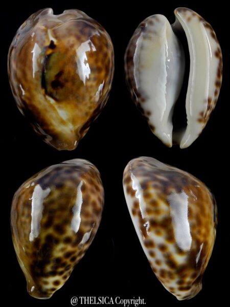Afrozoila teulerei 50,2 mm Gem-0