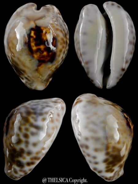 Afrozoila teulerei 53,4 mm Gem-0