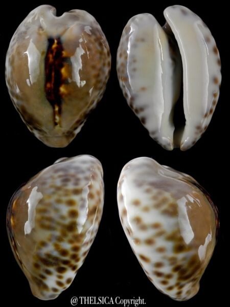Afrozoila teulerei 53,7 mm Gem-0