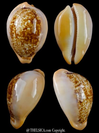 Austrasiatica langfordi cavatoensis 50,1 mm GEM-0
