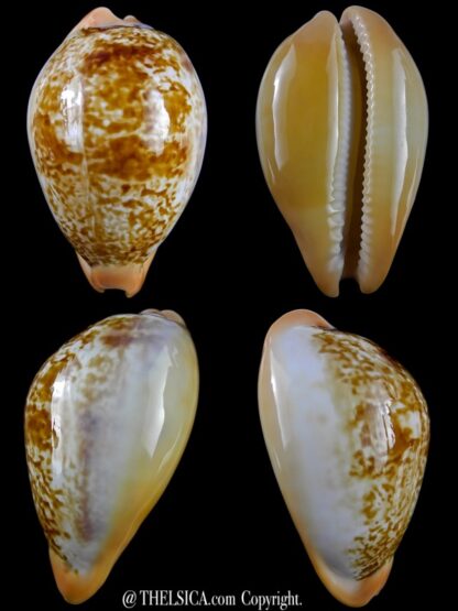 Austrasiatica langfordi moretonensis 60,2 mm Gem (-)-0
